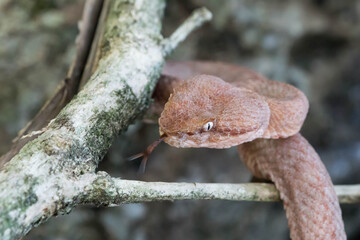 Eyelash viper (Bothriechis schlegelii) with its tounge out