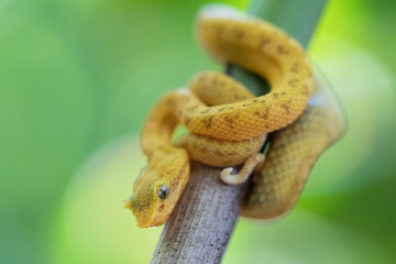 Eyelash viper (Bothriechis schlegelii)wrapped around a branch