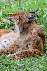 Cabarceno Natural Park - Cabárceno, la envidia cántabra.Destino idóneo para los amantes de los animales, parada obligatoria para familias, parejas y demás que deseen contemplar esta belleza natural.