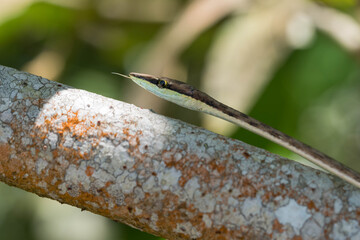 Brown vine snake with its tounge outside in Cahuita, Costa Rica