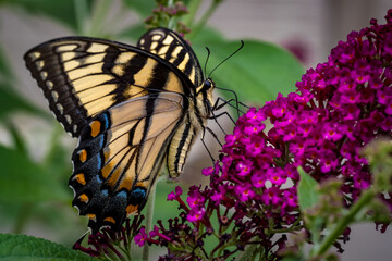 Swallowtail butterfly, Papilio machaon  in profile eating.CR2