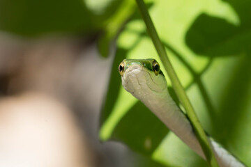 Green parrot snake in Cahuita, Costa Rica