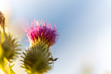 Wild flower and grass against a blue sunny sky