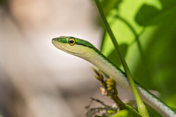 Green parrot snake in Cahuita, Costa Rica