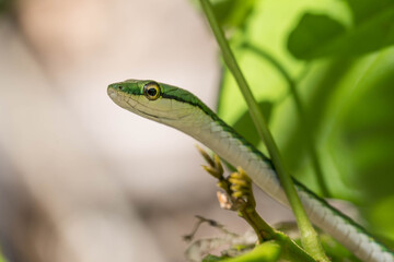 Green parrot snake in Cahuita, Costa Rica