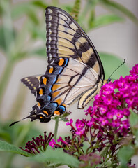 Swallowtail butterfly, Papilio machaon  in profile.