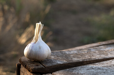 White garlic lies on a wooden box in the open air against the background of autumn grass. The concept of harvesting, farm products, natural nutrition, the unity of man with nature.