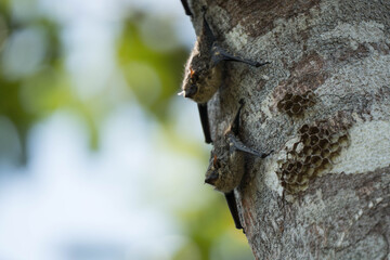 Bats hanging on a tree in Cahuita, Costa Rica