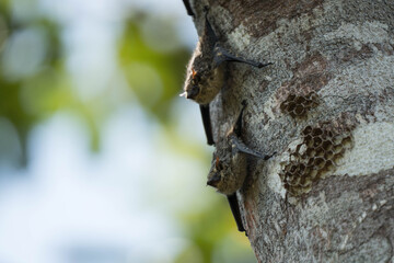 Obraz premium Bats hanging on a tree in Cahuita, Costa Rica