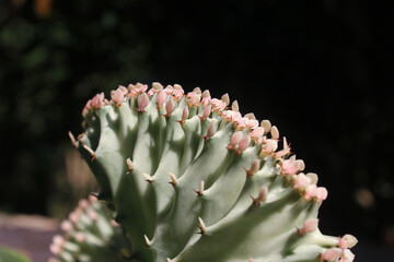 Close up Green Euphorbia lactea  cristata cactus plant with small sprout pink flower