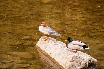 ptaki  nurogęś i kaczka krzyżówka © Robert Borek