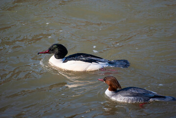 ptaki nurogęsi para
