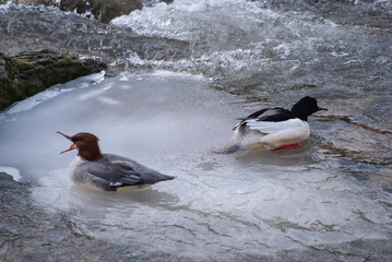 ptaki para nurogęsi na zimą