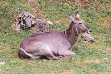 Cabarceno Natural Park - Cabárceno, la envidia cántabra.Destino idóneo para los amantes de los...