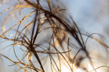 Wild flower and grass against a blue sunny sky