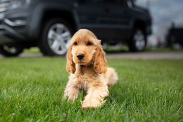 Cocker spaniel puppy is sitting at the grass