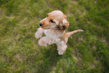 Cocker spaniel puppy is sitting at the grass