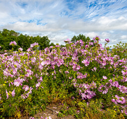 pink flowers in the field