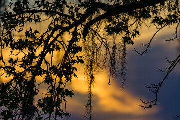 Tropical background of Spanish moss and leaves with sunset behind.