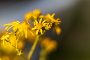 Wild flower and grass against a blue sunny sky
