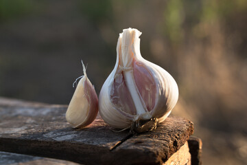 White garlic with a clove of garlic lying on a wooden box under the open sky. The concept of harvesting, farm products, natural nutrition, the unity of man with nature.