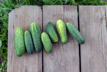 seven green cucumbers on a wooden background close up