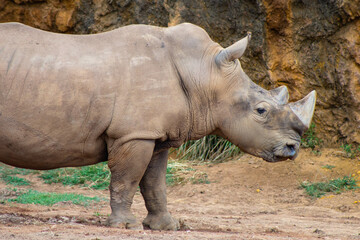 Fototapeta premium Cabarceno Natural Park - Cabárceno, la envidia cántabra.Destino idóneo para los amantes de los animales, parada obligatoria para familias, parejas y demás que deseen contemplar esta belleza natural.