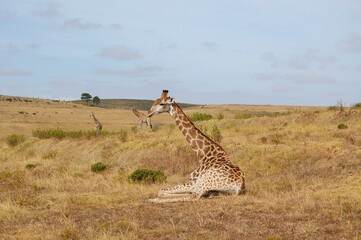 Giraffes in the dry lands of Africa 