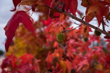 Closed up view of a tree dressed in an autumnal red color