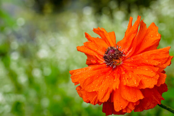 beautiful poppy flower with raindrops on a blurred green natural background