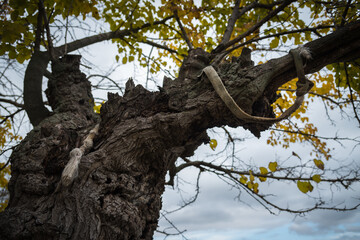 Rope tied to the branch of a autumnal tree with yellow leaves