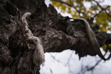 Rope tied to the branch of a autumnal tree with yellow leaves