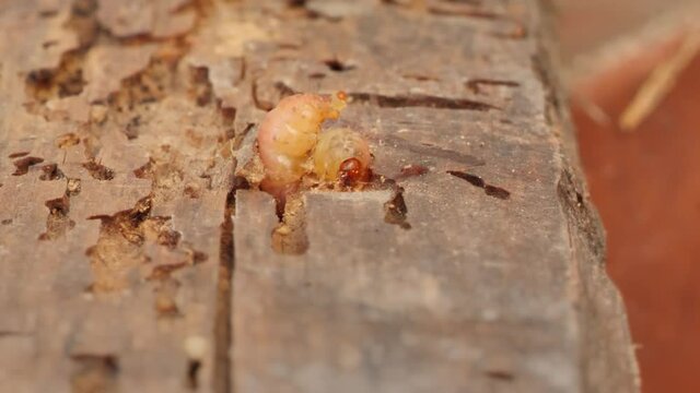 woodworm eating through wooden plank close-up macro shot 4K