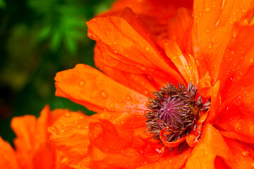beautiful poppy flower with raindrops on a blurred green natural background