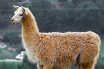 Fototapeta premium Cabarceno Natural Park - Cabárceno, la envidia cántabra.Destino idóneo para los amantes de los animales, parada obligatoria para familias, parejas y demás que deseen contemplar esta belleza natural.