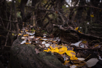 Autumnal leaves resting on the trunk of a dead tree