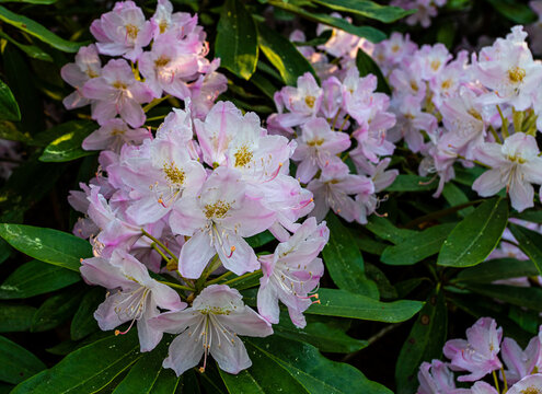 pink and white flowers