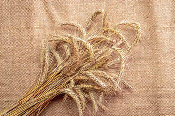 Barley macro. Whole, barley, harvest wheat sprouts. Wheat grain ear or rye spike plant on linen texture or brown natural cotton background, for cereal bread flour. Element of design.