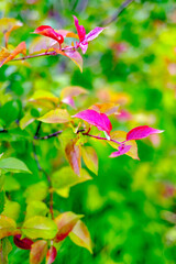 Obraz premium Red yellow and green leaves