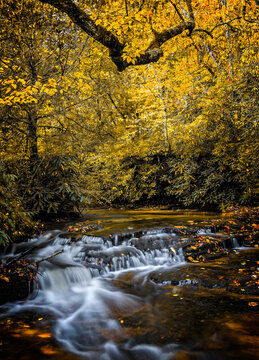 Yellow color of autumn surrounds genle falling waters of the Davidson River in Pisgah Forest.