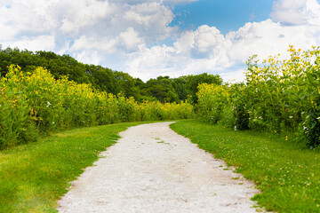 Path in a Sunflower Field