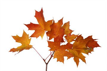 Naklejka na ściany i meble Branch of autumn red maple leaves isolated on white background