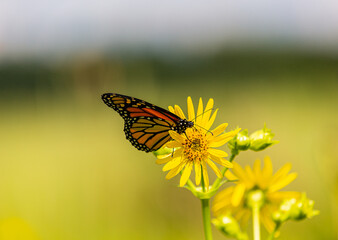 Monarch Butterfly on a Yellow Flower