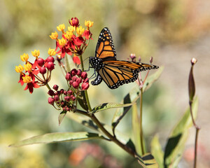 A Monarch Butterfly