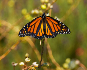 A Monarch Butterfly