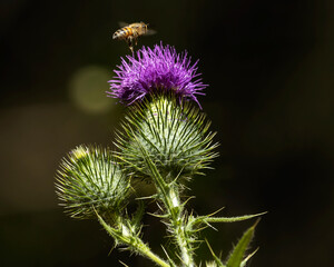 The Thistle and the Bee