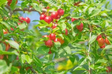 Ripe wild plums grow on the tree