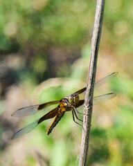 dragonfly on a branch