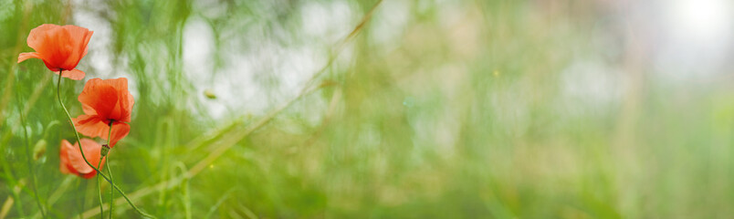 Poppies close-up on a blurry background. Beautiful red poppies. Wild flowers in the sunlight. Soft focus with a blurred background. May flowers.