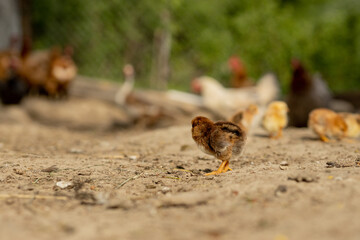 Beautiful little chickens on a background of hens